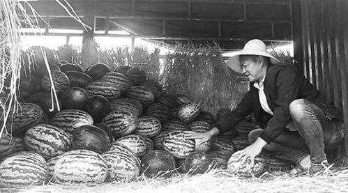 项城吃瓜群众事件始末,一场网络舆论的风波与反思