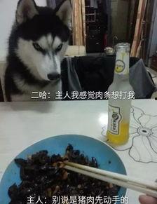 菜狗吃瓜群众凝视二哈,一场趣味横生的视觉盛宴