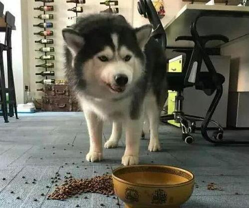 菜狗吃瓜群众凝视二哈,一场趣味横生的视觉盛宴