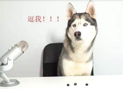 菜狗吃瓜群众凝视二哈,一场趣味横生的视觉盛宴