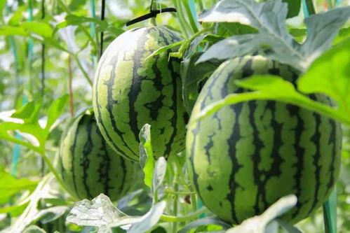 广西吃瓜群众名称,见证地方风土人情,品味生活百态