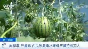 广西吃瓜群众名称,见证地方风土人情,品味生活百态