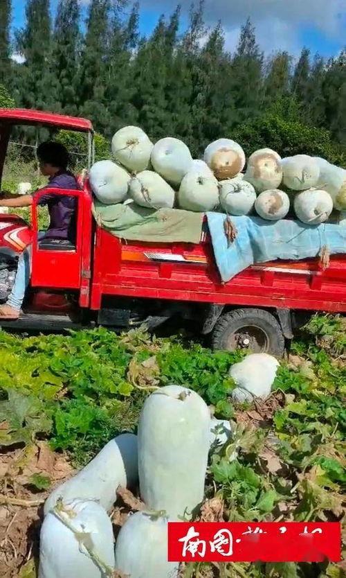 吃瓜群众领取流量,揭秘网络红人的崛起之路