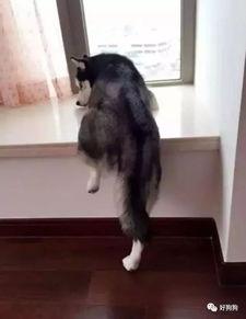 吃瓜群众二哈礼物,吃瓜群众眼中的欢乐源泉