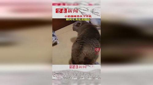 北方小猫吃瓜群众,吃瓜群众的独特视角
